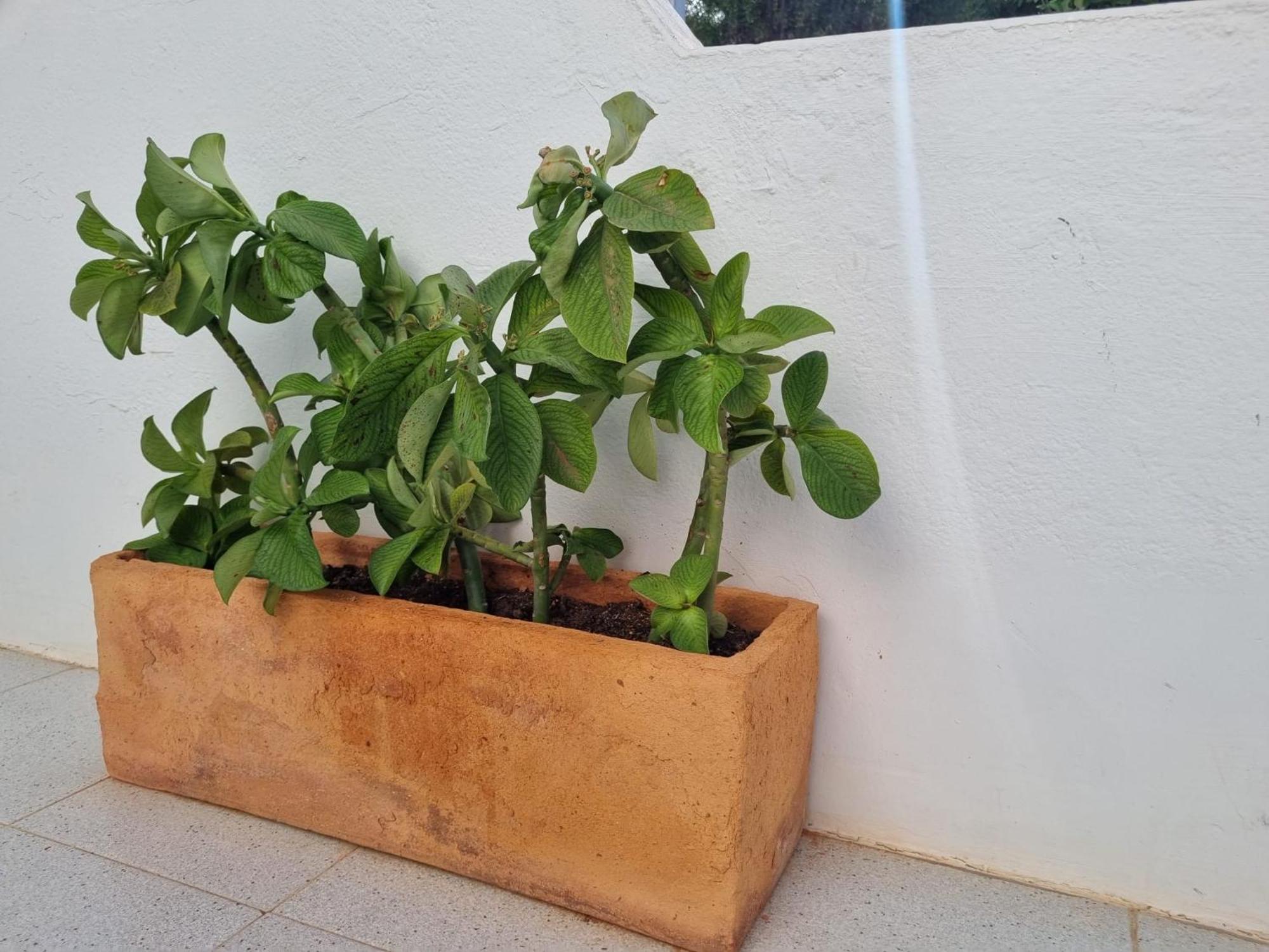 La Casa De Las Palomitas Corralejo Exterior foto
